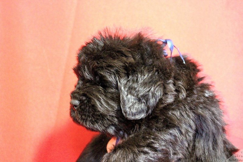 Фото: Viktor Hrischanovich (Виктор Хрищанович)