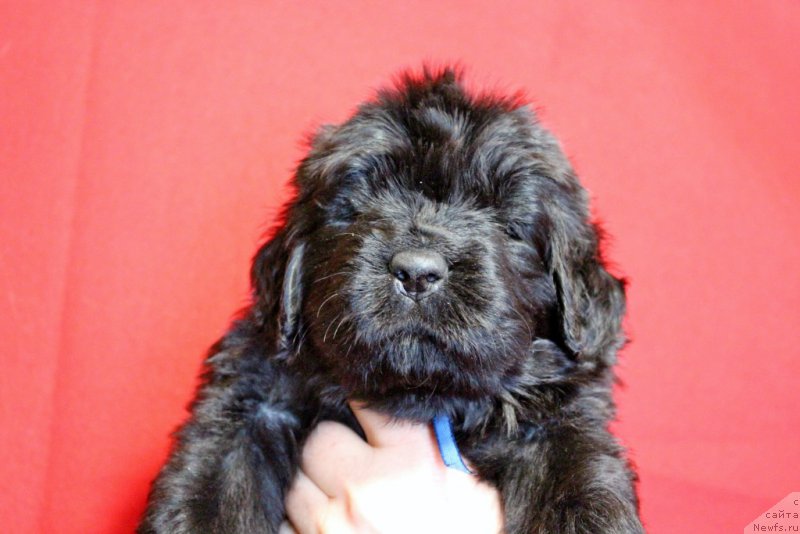 Фото: Viktor Hrischanovich (Виктор Хрищанович)