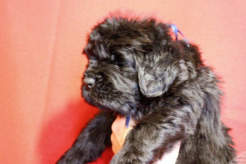 Фото: Viktor Hrischanovich (Виктор Хрищанович)