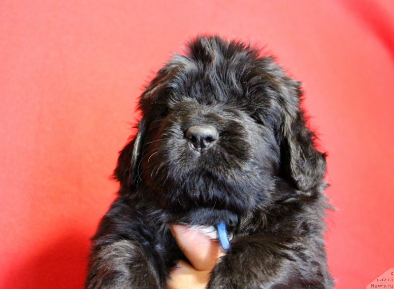 Фото: Viktor Hrischanovich (Виктор Хрищанович)