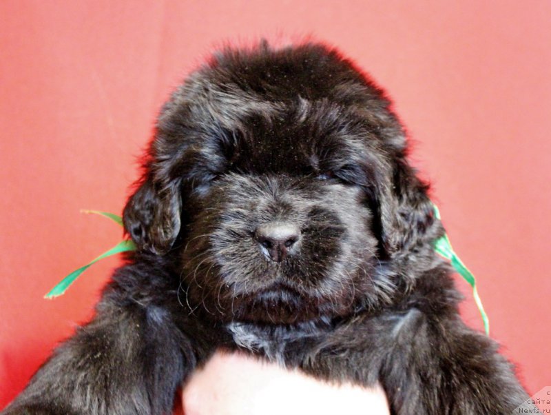 Фото: Viktor Hrischanovich (Виктор Хрищанович)