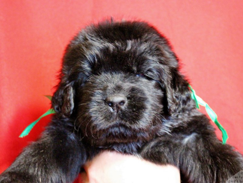 Фото: Viktor Hrischanovich (Виктор Хрищанович)