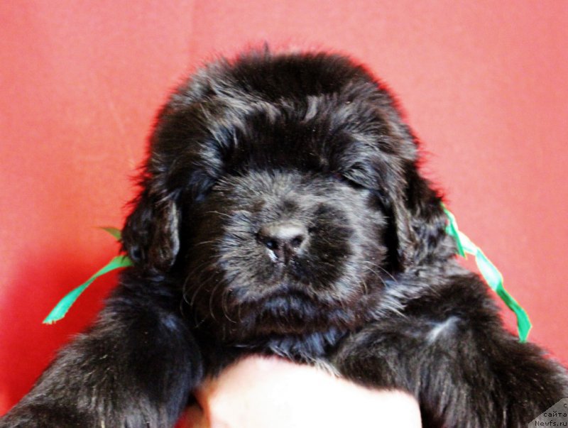 Фото: Viktor Hrischanovich (Виктор Хрищанович)