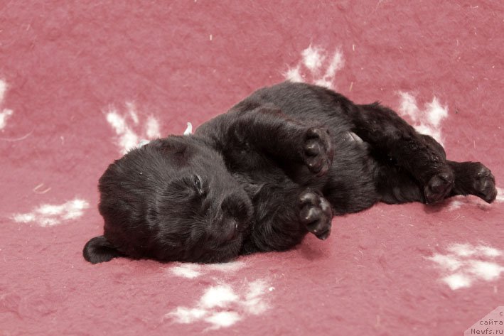 Фото: ньюфаундленд Znak Sudyby s Berega Dona (Знак Судьбы с Берега Дона)