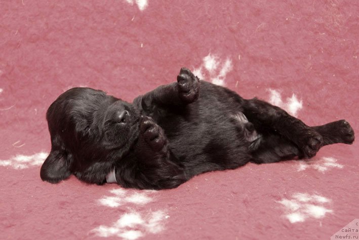 Фото: ньюфаундленд Znak Sudyby s Berega Dona (Знак Судьбы с Берега Дона)