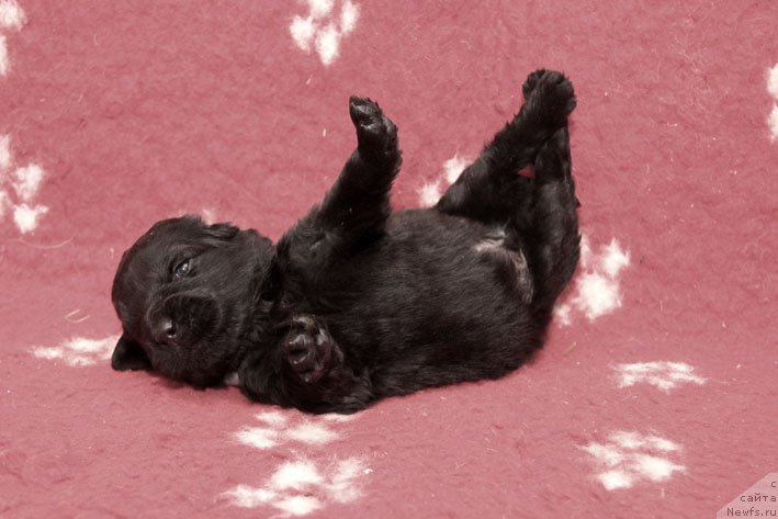 Фото: ньюфаундленд Znak Sudyby s Berega Dona (Знак Судьбы с Берега Дона)