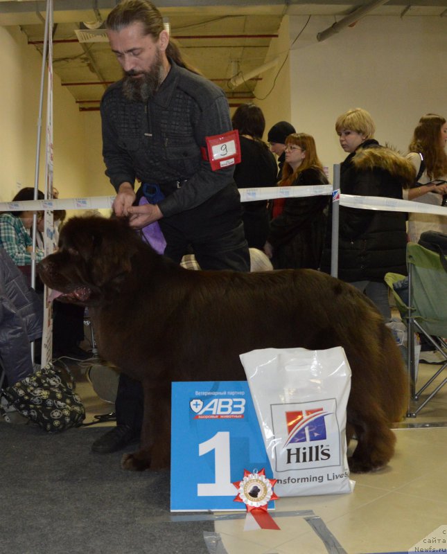 Фото: ньюфаундленд I Follow The Sun de L'Etoile de Cyrice