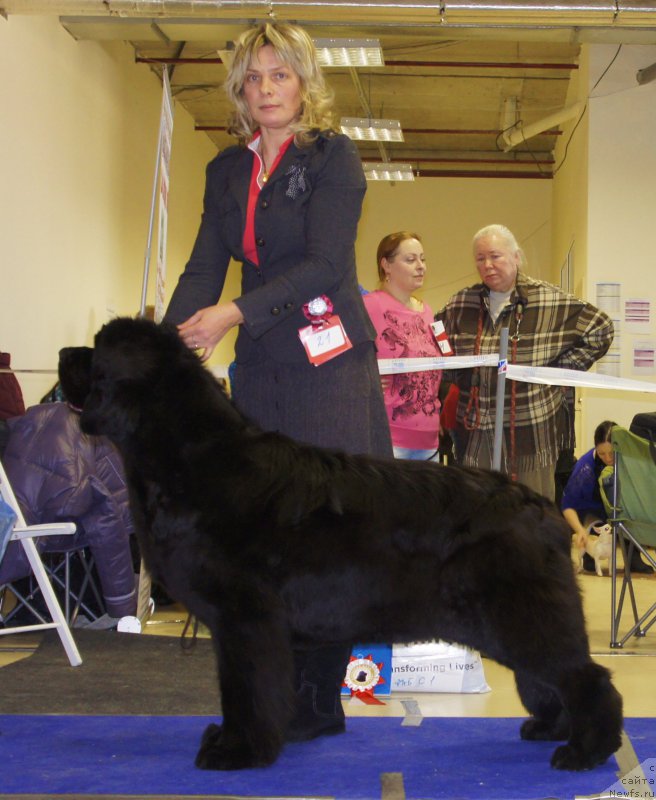 Фото: ньюфаундленд Smigar Galaxsy Shall Win (Смигар Галакси Шелл Вин)