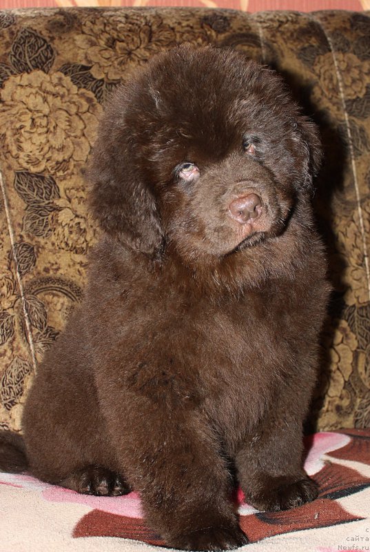 Фотография № 199999