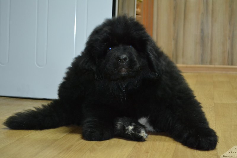 Фото: ньюфаундленд Talisman Morya La-Valetta (Талисман Моря Ла-Валетта)