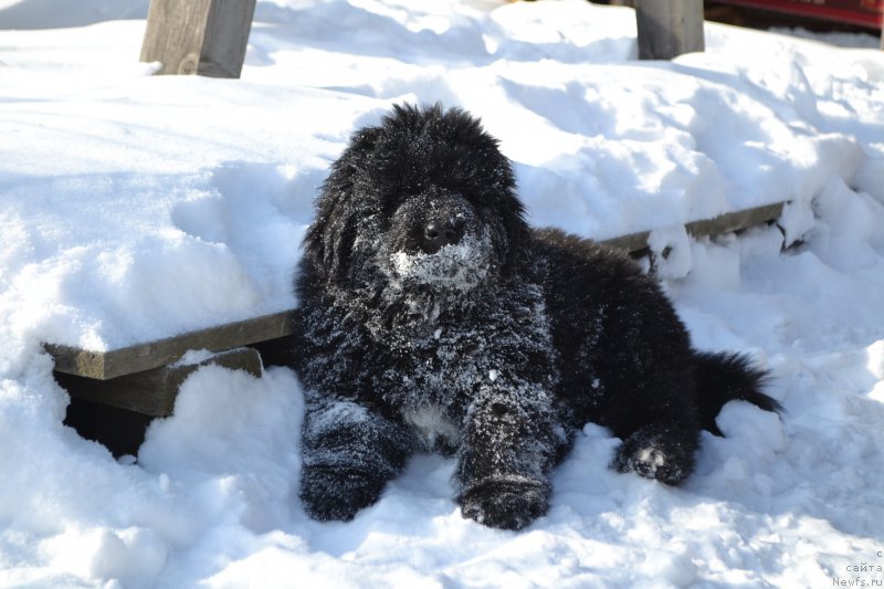 Фото: ньюфаундленд Talisman Morya La-Valetta (Талисман Моря Ла-Валетта)
