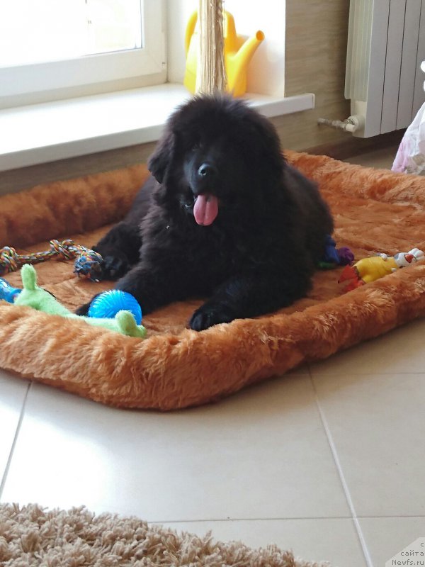 Фотография № 200008