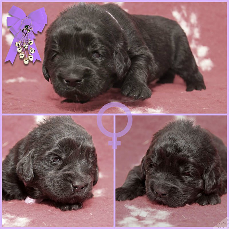 Фото: ньюфаундленд Zdravica s Berega Dona (Здравица с Берега Дона)