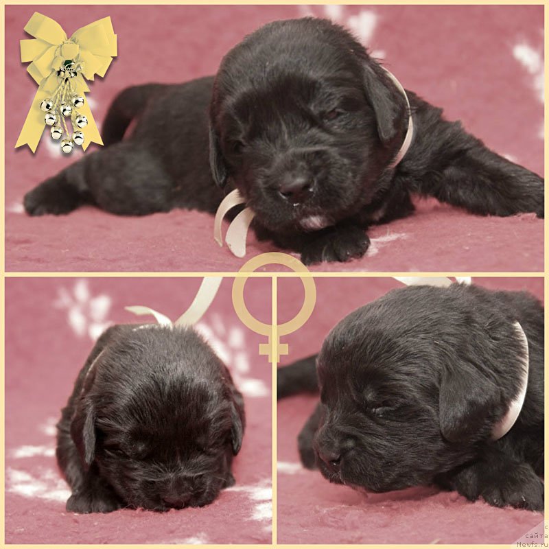 Фото: ньюфаундленд Znatnaya Dama s Berega Dona (Знатная Дама с Берега Дона)