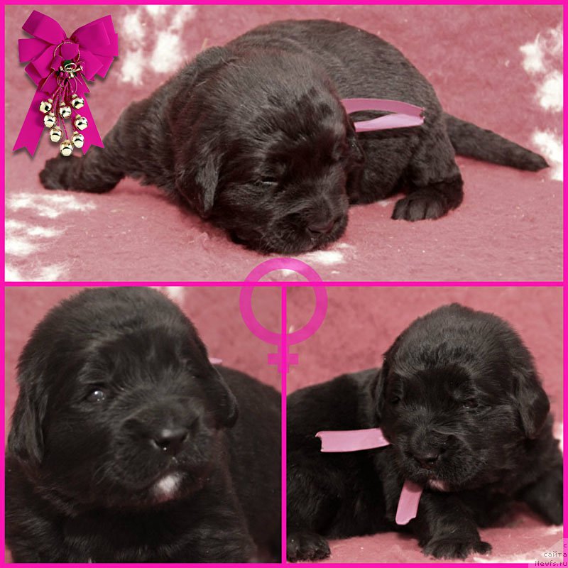 Фото: ньюфаундленд Zimnyaya Vishnya s Berega Dona (Зимняя Вишня с Берега Дона)