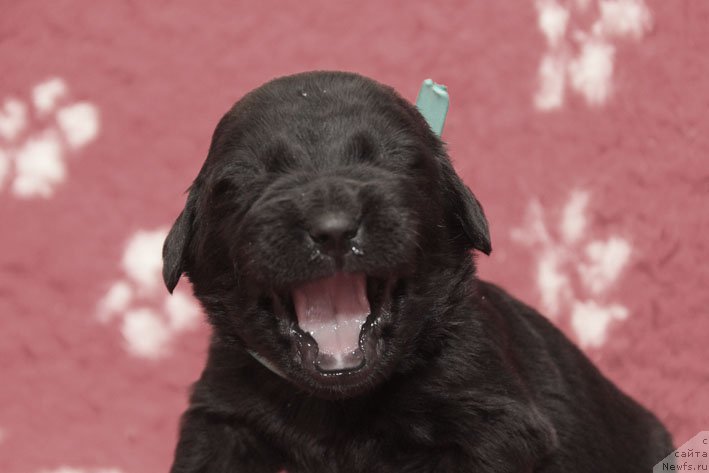 Фото: ньюфаундленд Zimniy Dar s Berega Dona (Зимний Дар с Берега Дона)