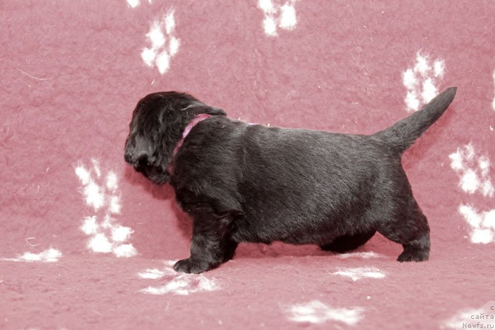 Фото: ньюфаундленд Zimnyaya Vishnya s Berega Dona (Зимняя Вишня с Берега Дона)