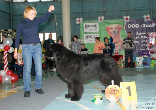 Фото: ньюфаундленд Akvatoriya Kelvin YUt Gay (Акватория Келвин Ют Гай)