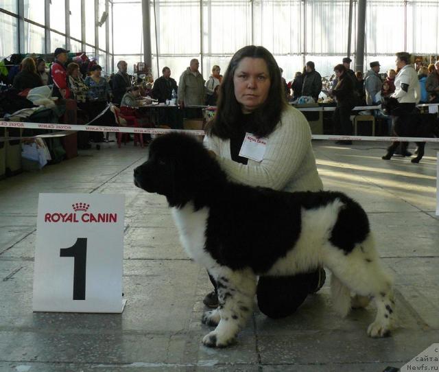 Фото: ньюфаундленд Pchiolkin Dom Bely Oriol (Пчёлкин Дом Белый Орёл), Elena Pushkareva (Елена Пушкарева)