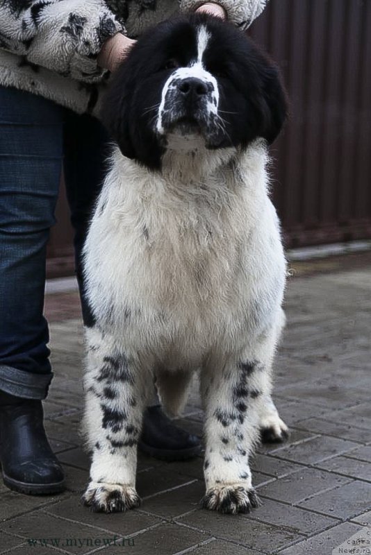 Фотография № 200030