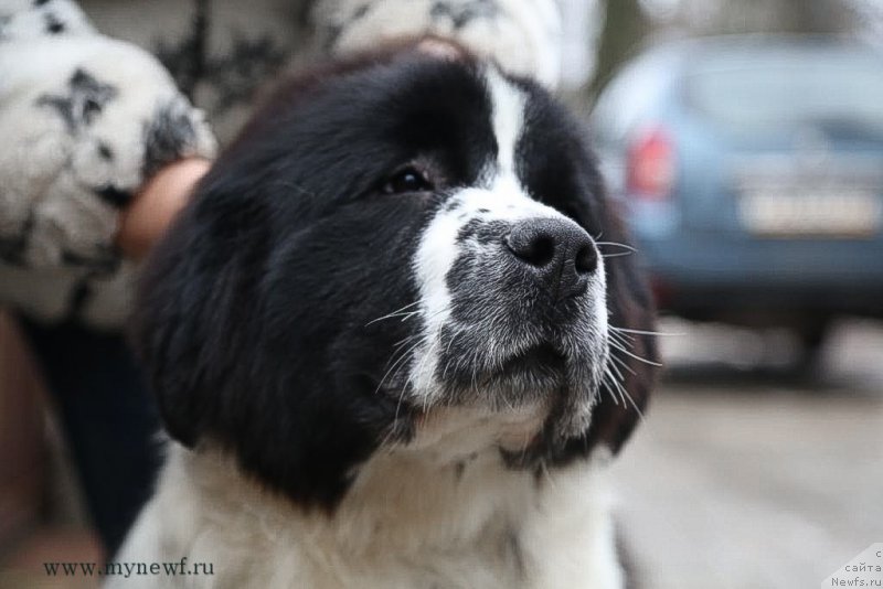 Фотография № 200031