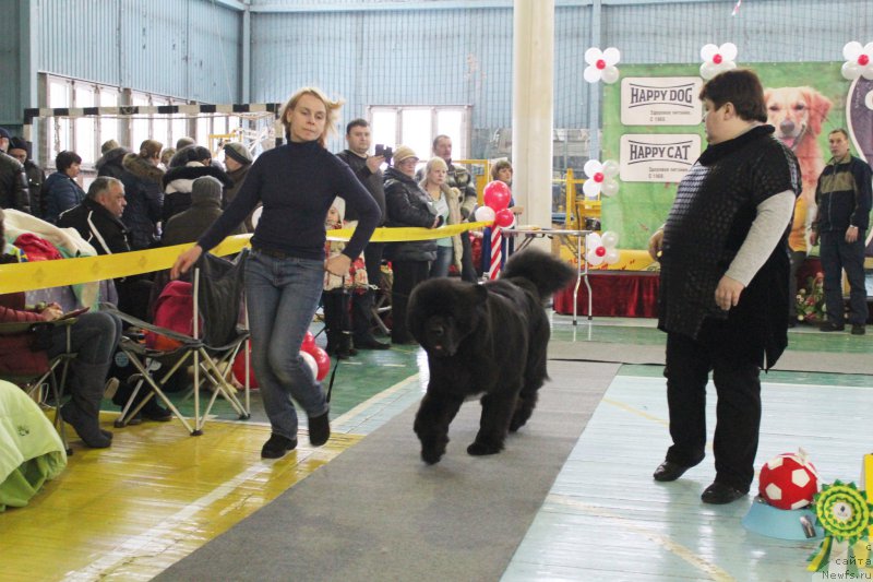 Фото: ньюфаундленд Akvatoriya Kelvin YUt Gay (Акватория Келвин Ют Гай)