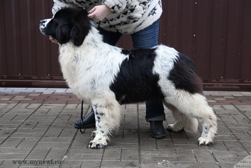 Фотография № 200039