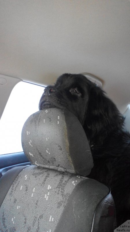 Фото: ньюфаундленд Belkonder-Club Jamaica Blue Mountin (Белкондер-Клаб Ямайка Блю Маунтин)