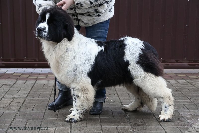 Фотография № 200042