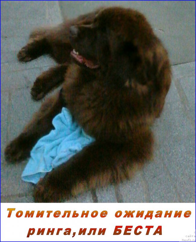 Фото: ньюфаундленд Brownblood MSK Hakim Gold Haydar (Браунблад МСК Хаким Голд Хайдар)