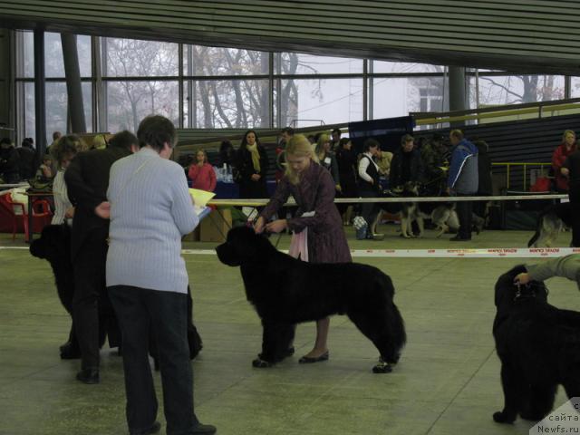 Фото: ньюфаундленд Gift of Destiny Midnight Bear