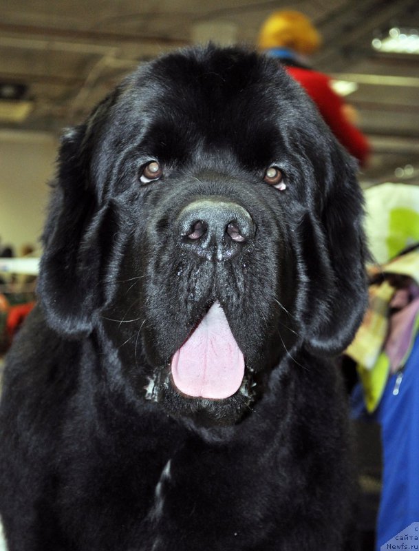 Фото: ньюфаундленд Beguschaya po Volnam Сhart Topper (Бегущая по Волнам Чарт Топпер)