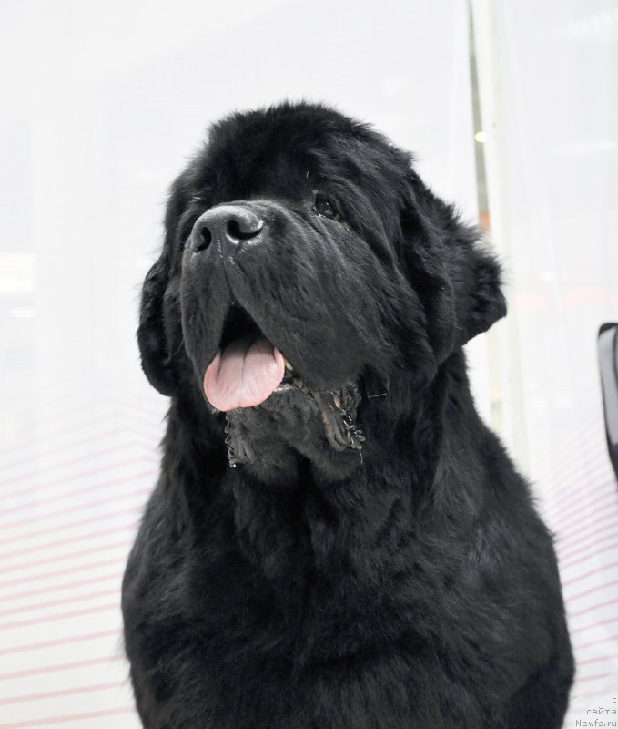 Фото: ньюфаундленд Beguschaya po Volnam Zephirine Drouhin (Бегущая по Волнам Зефирин Друэн)