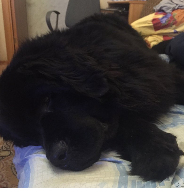 Фото: ньюфаундленд Brownblood MSK Helfi Best Armani (Браунблад МСК Хелфи Бэст Армани)