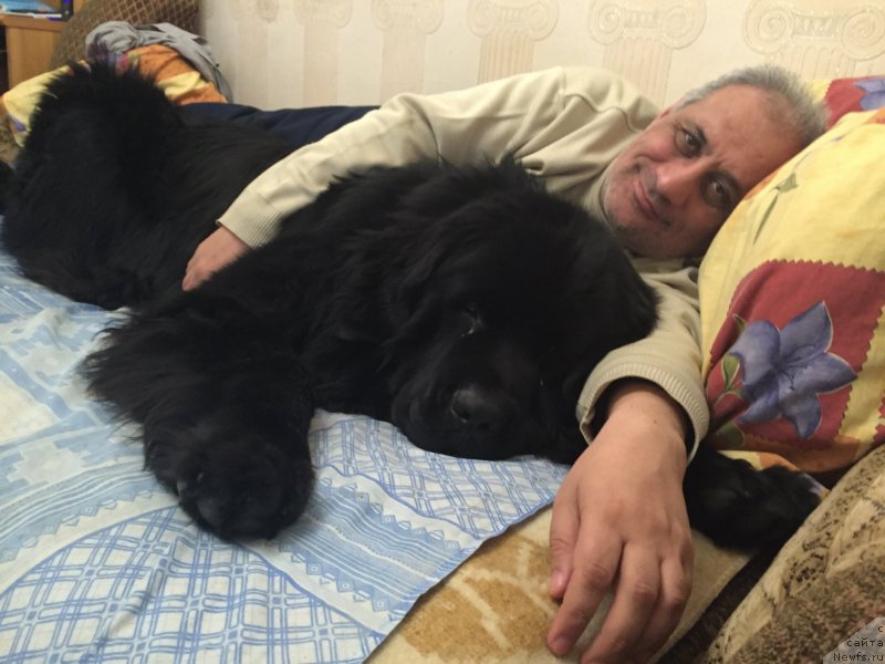 Фото: ньюфаундленд Brownblood MSK Helfi Best Armani (Браунблад МСК Хелфи Бэст Армани)