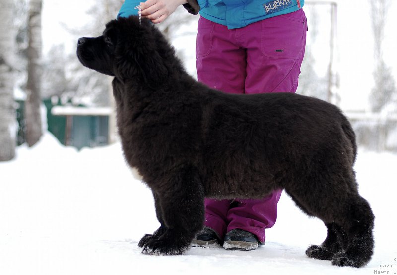 Фото: ньюфаундленд Flyufi Avalanch Zigmunt (Флюфи Аваланч Зигмунт)