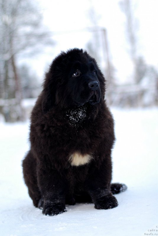 Фото: ньюфаундленд Flyufi Avalanch Zigmunt (Флюфи Аваланч Зигмунт)