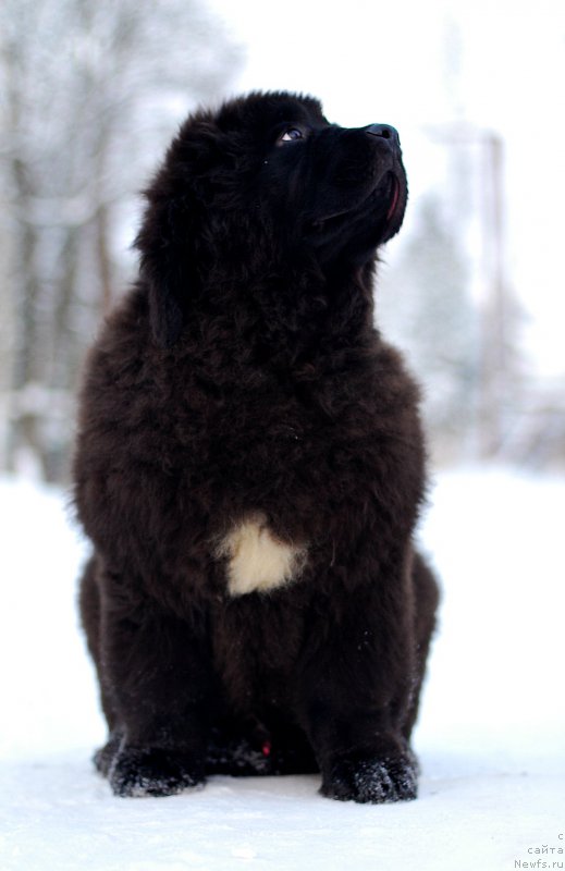 Фото: ньюфаундленд Flyufi Avalanch Zigmunt (Флюфи Аваланч Зигмунт)