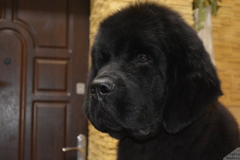 Фото: ньюфаундленд Belkonder-Club Black Baileys (Белкондер-Клаб Блэк Бейлиз), ньюфаундленд Belkonder-Club Black Baileys (Белкондер-Клаб Блэк Бейлиз)