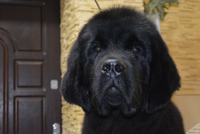 Фото: ньюфаундленд Belkonder-Club Black Baileys (Белкондер-Клаб Блэк Бейлиз)