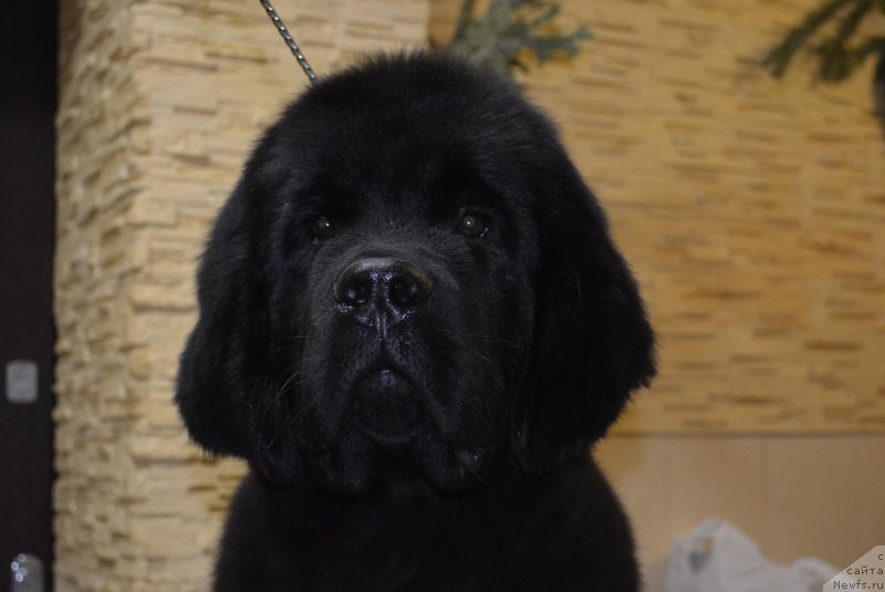 Фото: ньюфаундленд Belkonder-Club Black Baileys (Белкондер-Клаб Блэк Бейлиз)