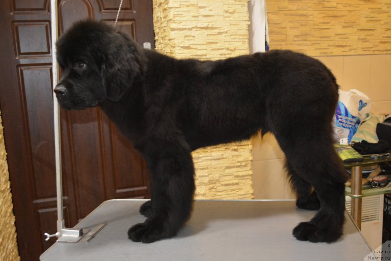 Фото: ньюфаундленд Belkonder-Club Black Baileys (Белкондер-Клаб Блэк Бейлиз)