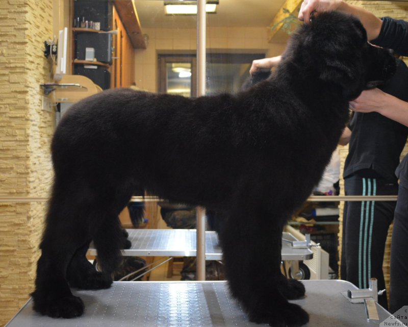 Фото: ньюфаундленд Belkonder-Club Black Baileys (Белкондер-Клаб Блэк Бейлиз)