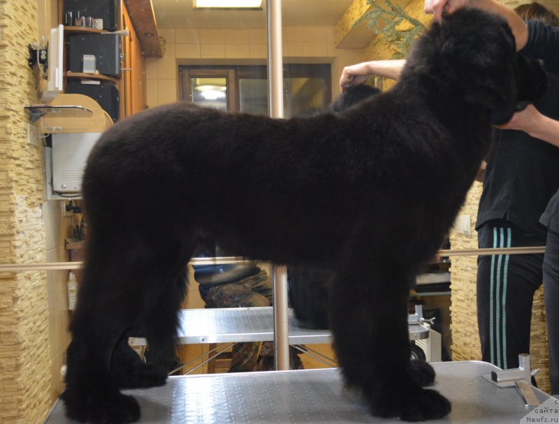 Фото: ньюфаундленд Belkonder-Club Black Baileys (Белкондер-Клаб Блэк Бейлиз)