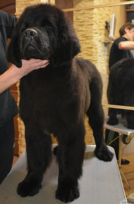 Фото: ньюфаундленд Belkonder-Club Black Baileys (Белкондер-Клаб Блэк Бейлиз)