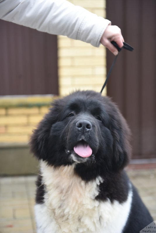 Фотография № 200116