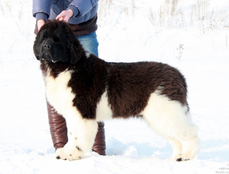 Фотография № 200124