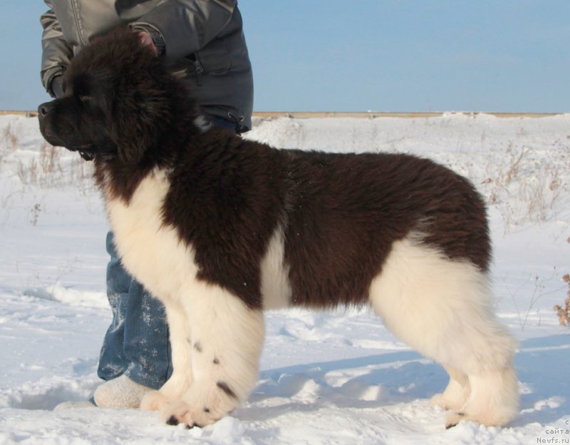 Фотография № 200128