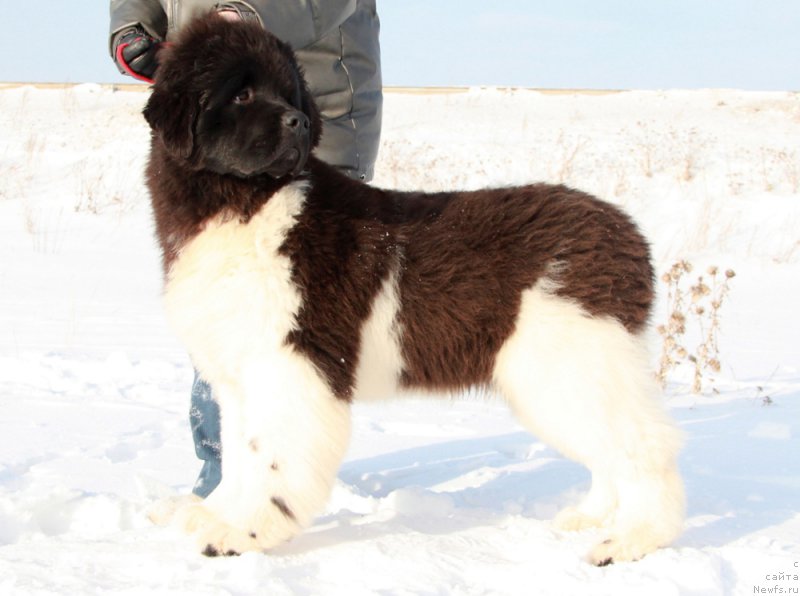 Фотография № 200129