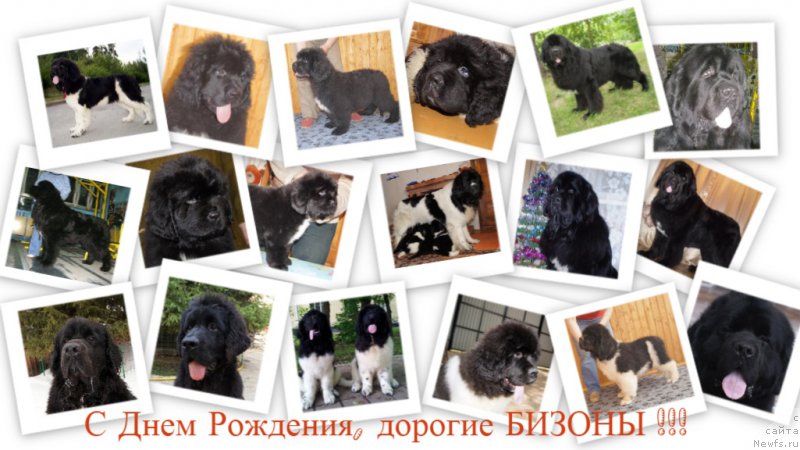Фото: ньюфаундленд Super Bizon Zaya (Супер Бизон Зая), ньюфаундленд Super Bizon Zlatogor (Супер Бизон Златогор), ньюфаундленд Super Bizon Zerbino (Супер Бизон Зербино), ньюфаундленд Super Bizon Zima (Супер Бизон Зима), ньюфаундленд Super Bizon Zakkari (Супер Бизон Заккари), ньюфаундленд Super Bizon Zerr Gud (Супер Бизон Зерр Гуд)